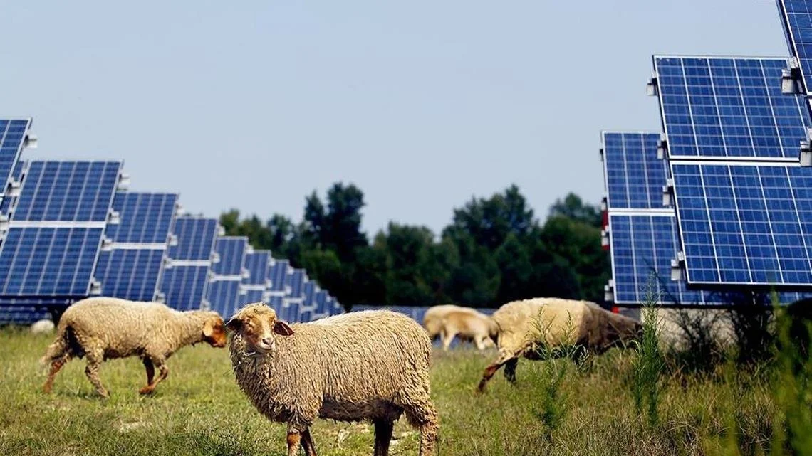 Solar energy is growing in NC but still occupies less farmland than you might think