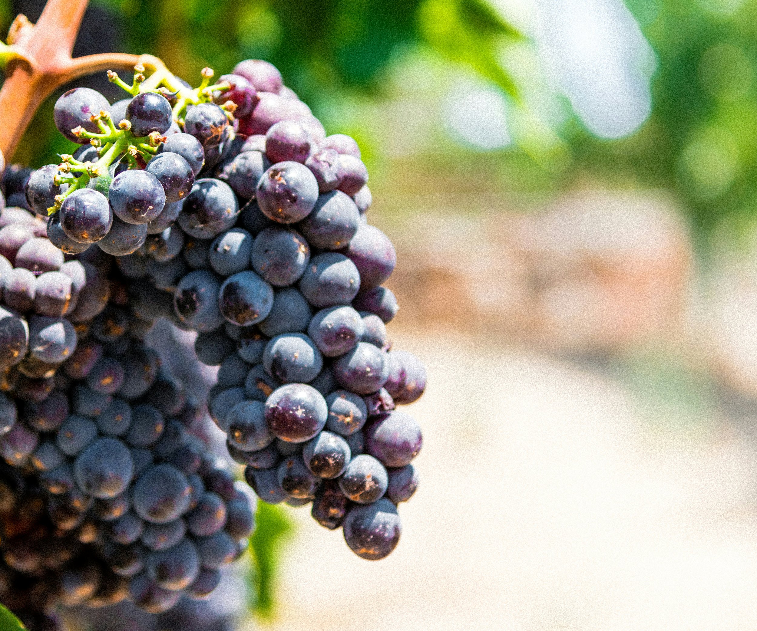 Sonoma_Sojourn_Ventures_005.jpg
