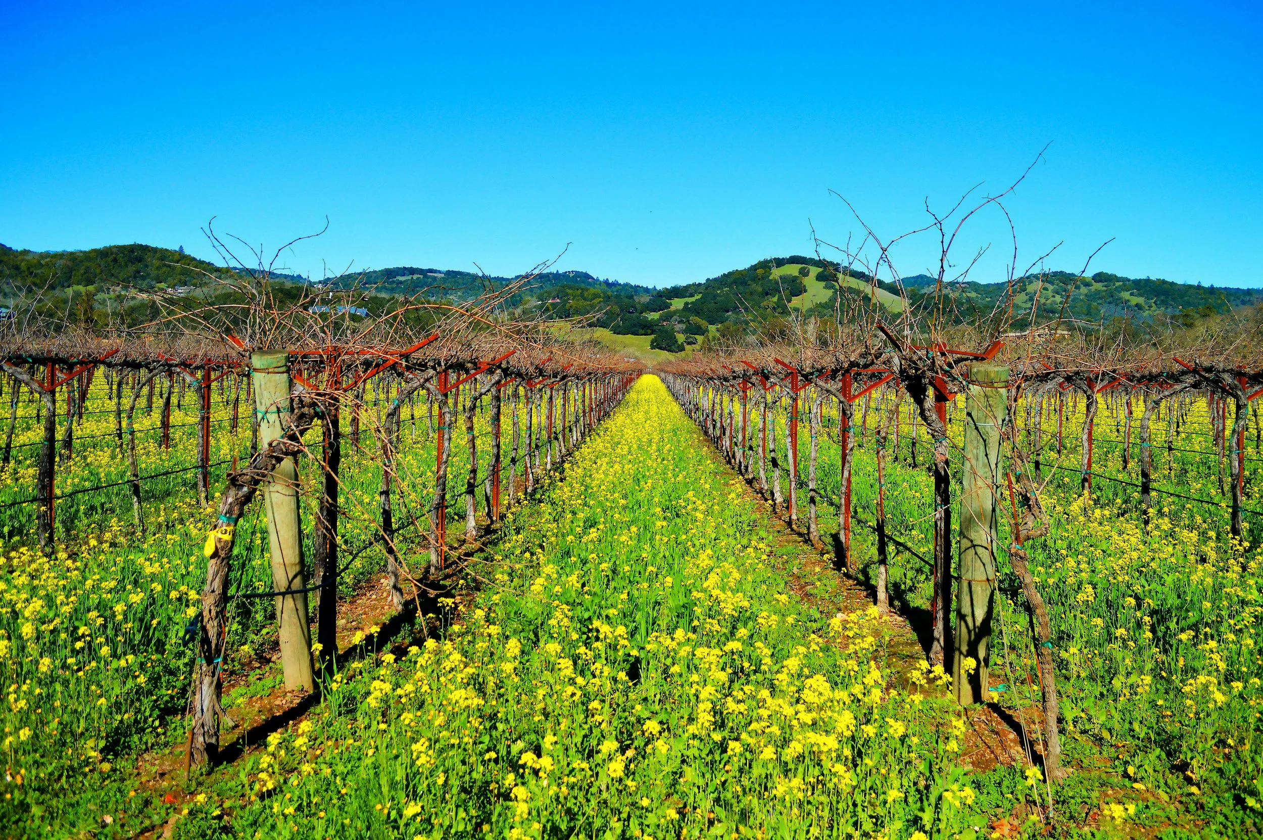 Sunlit Sonoma for 6