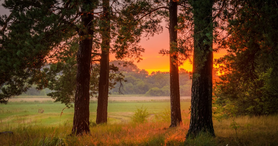 Photo: "Summer Forest Sunset" courtesy of iStock.