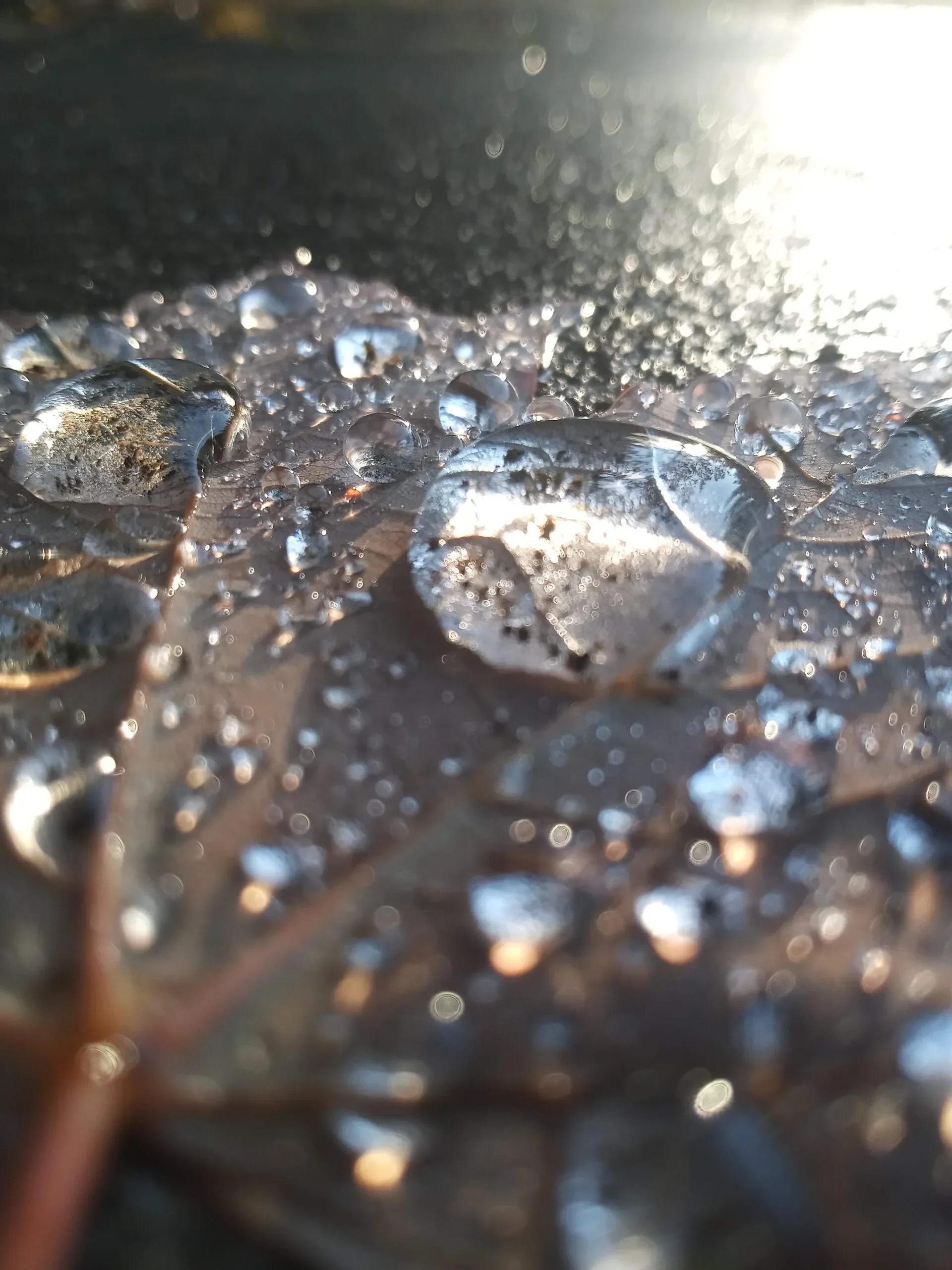 Artwork: “the little things” by Obscure Nonspecifics.