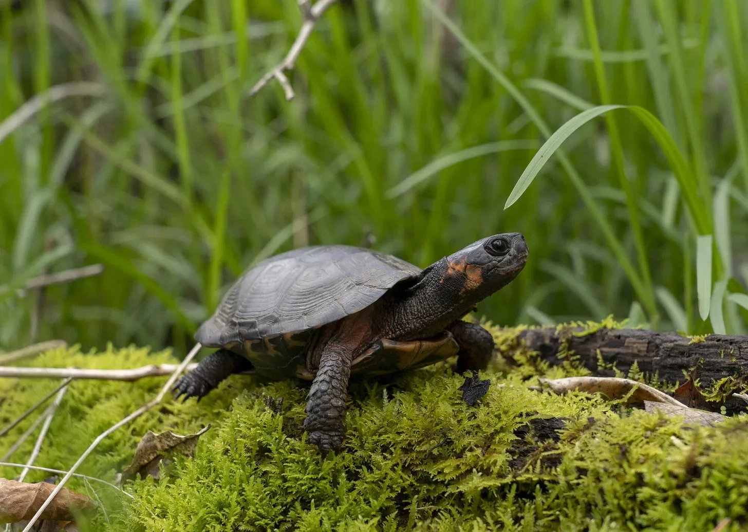 Turtle, photo courtesy of CENTER for BIOLOGICAL DIVERSITY