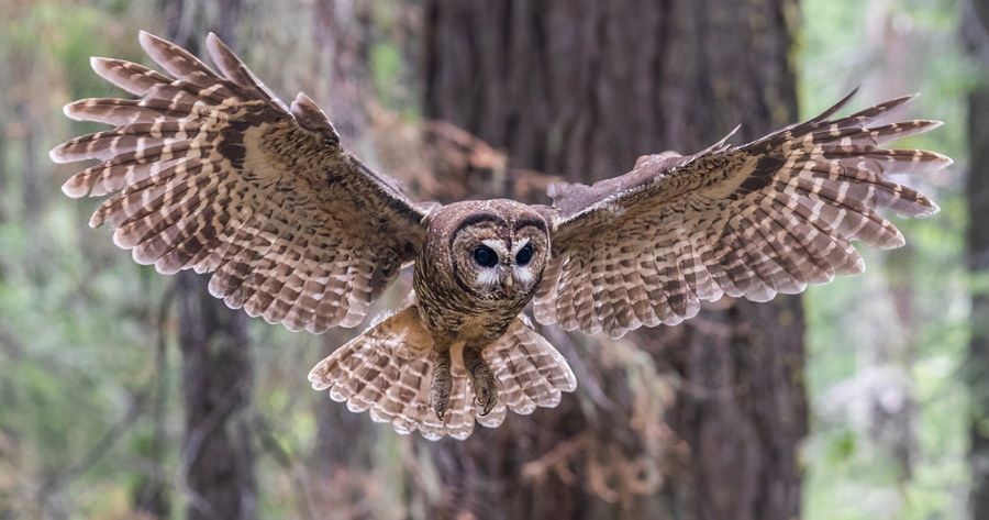 Owl, photo courtesy of CENTER for BIOLOGICAL DIVERSITY