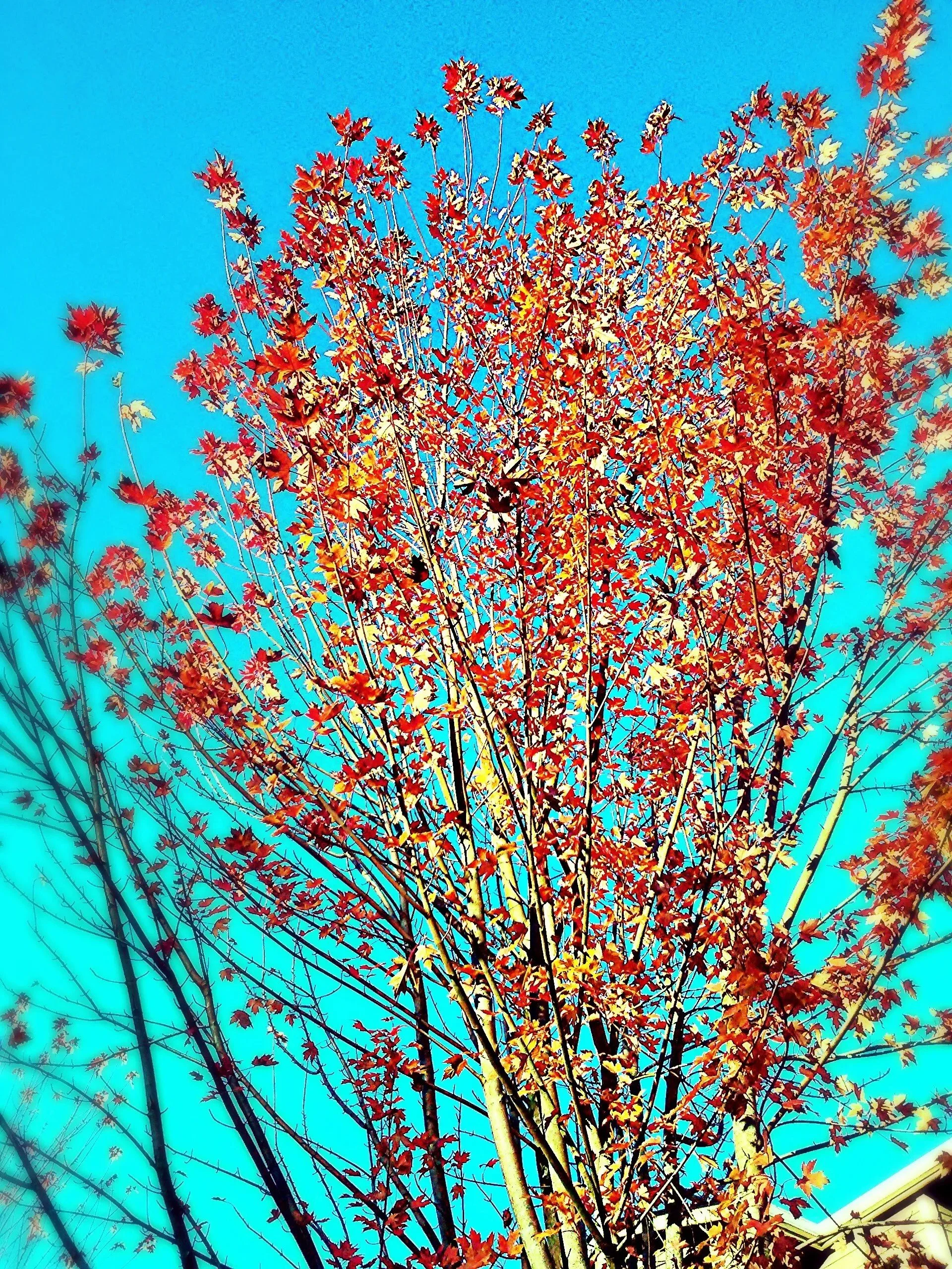 "Efflorescence" by Obscure Nonspecifics.