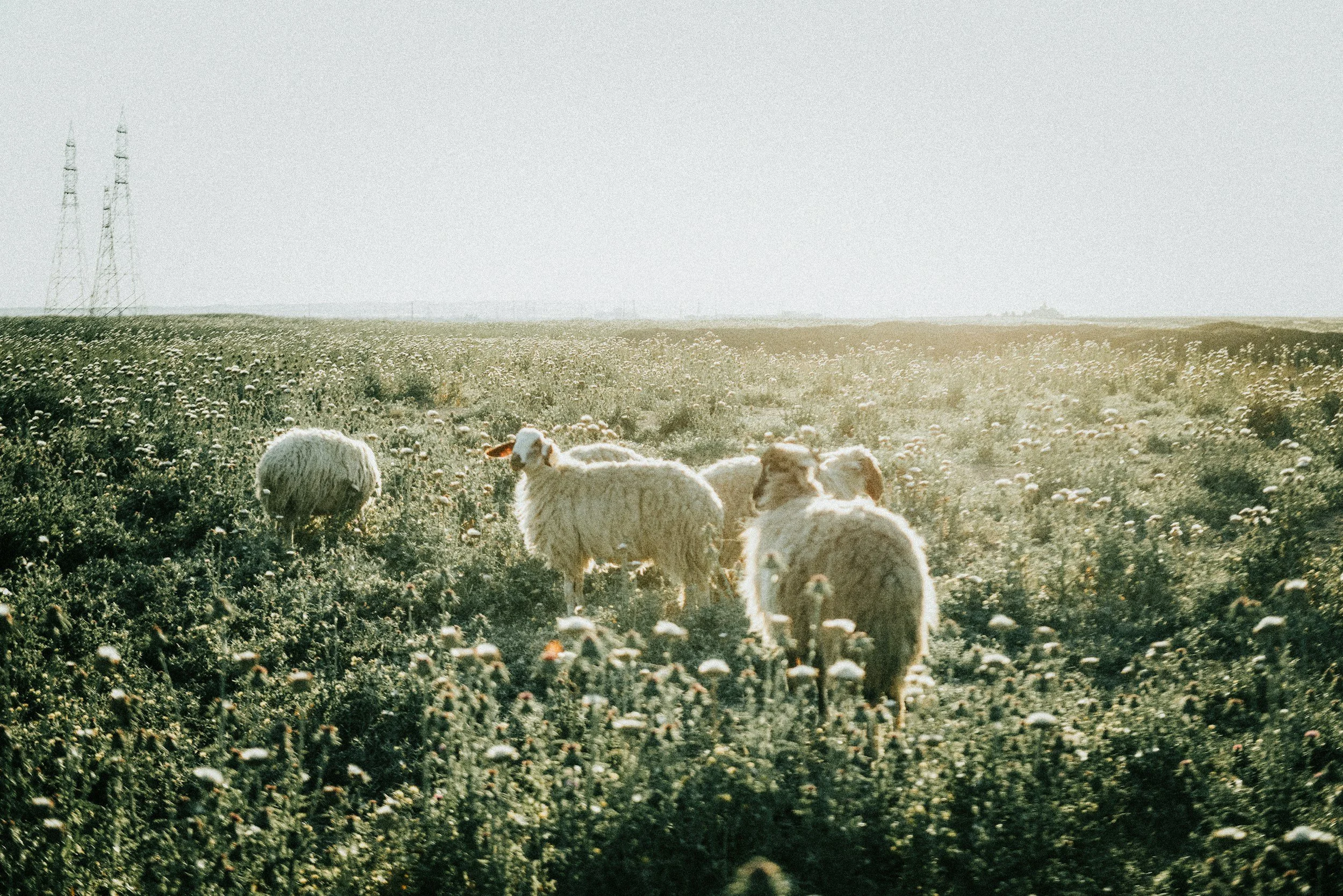 The Good Shepherd