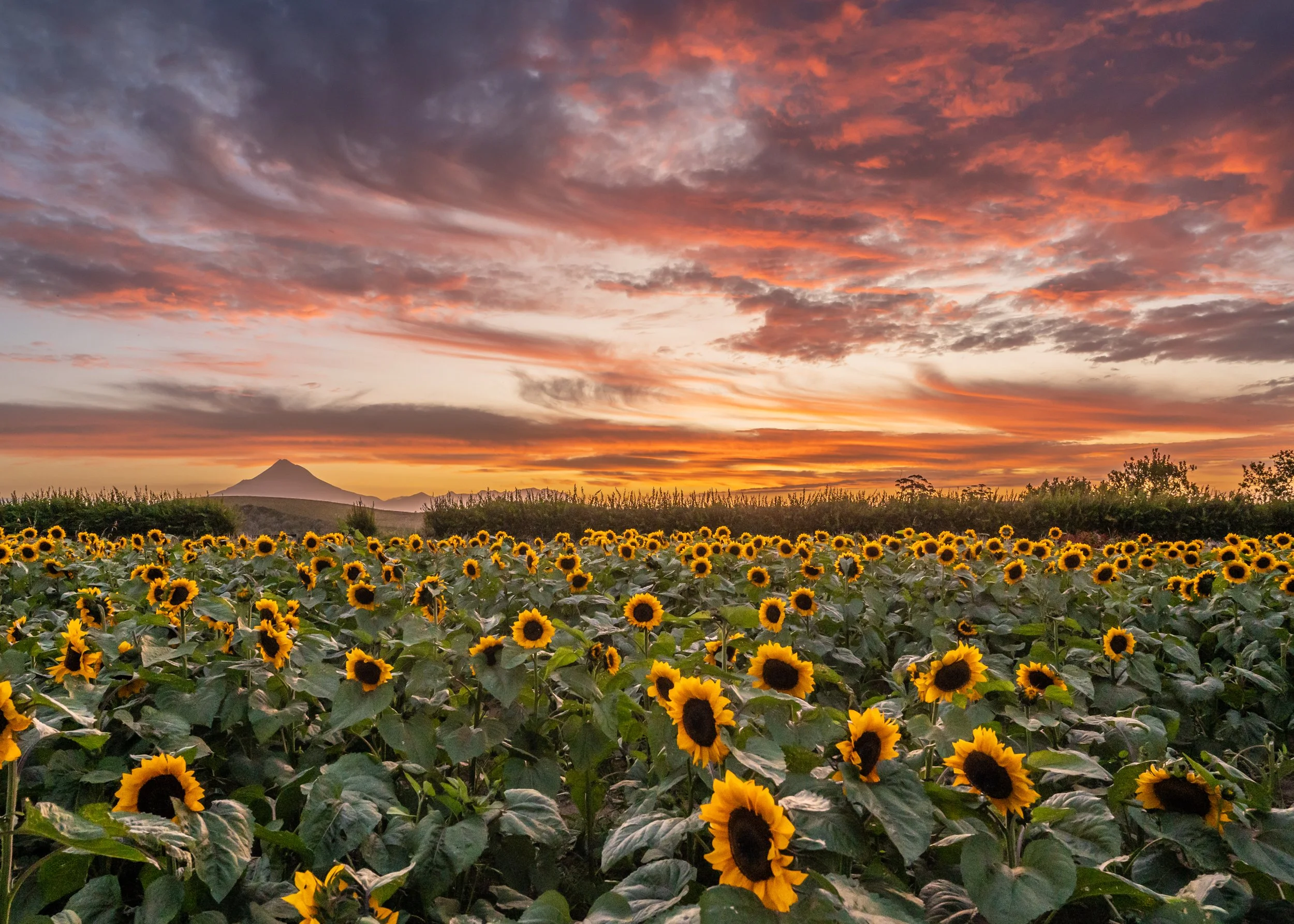 Sunflower and sunset.jpg