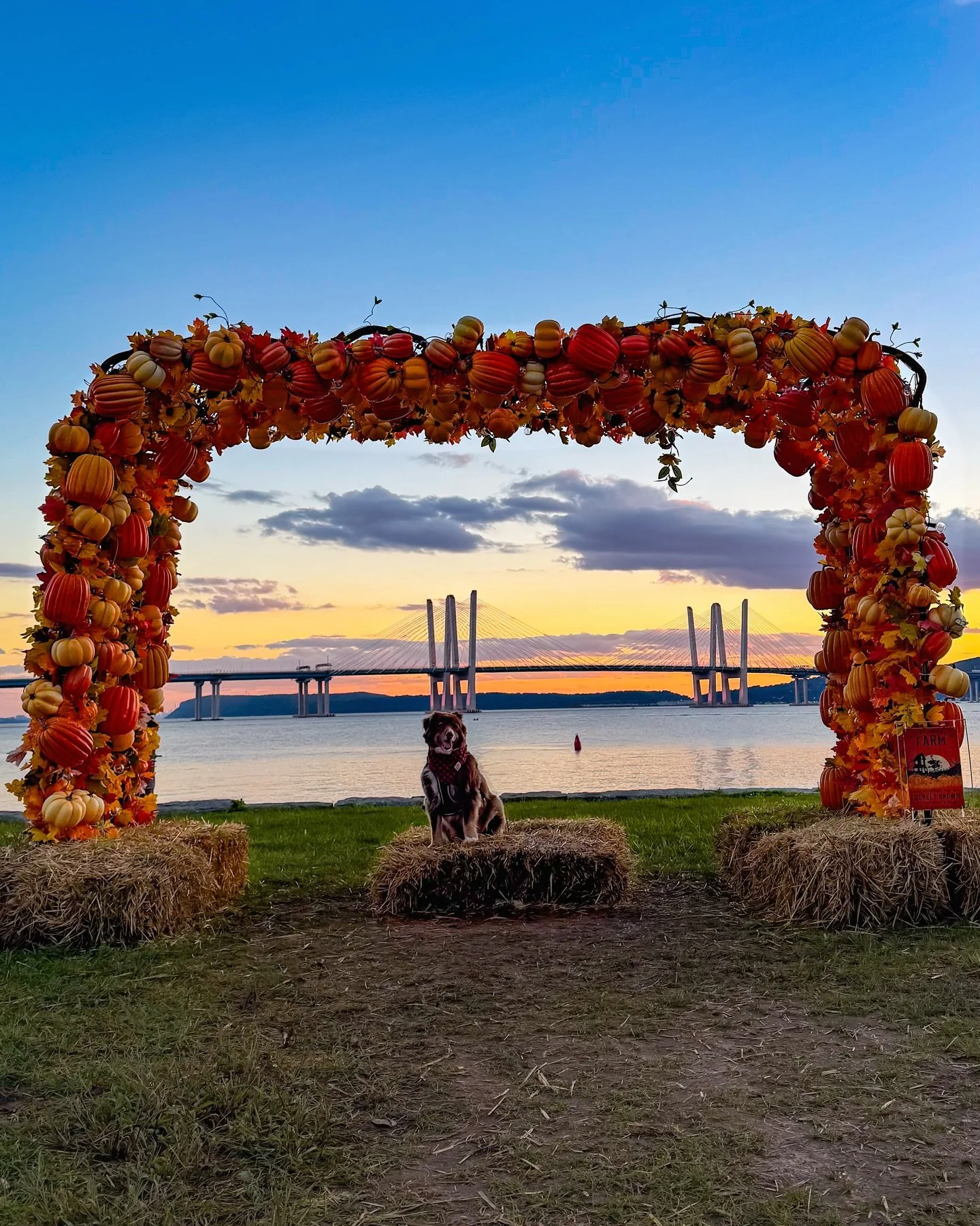 My favorite part of the day lately 🐶🧡🐾

Spooky season is officially underway in Sleepy Hollow, which means things are BUSY over here. Between working a 9&ndash;5 and getting everything ready for all of our upcoming events with The Horseman&rsquo;s