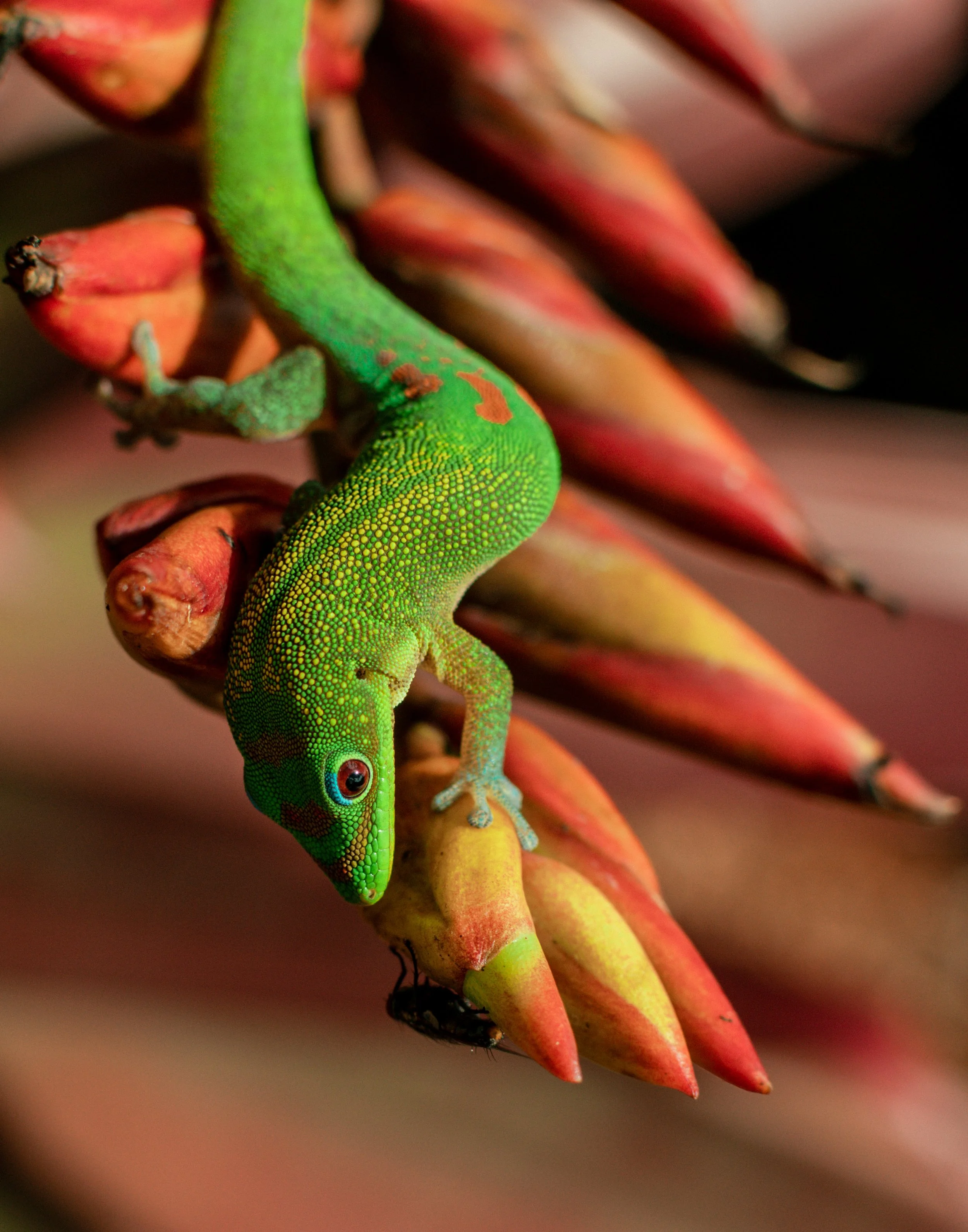 985663-3 Predator Hunting The Prey.jpg