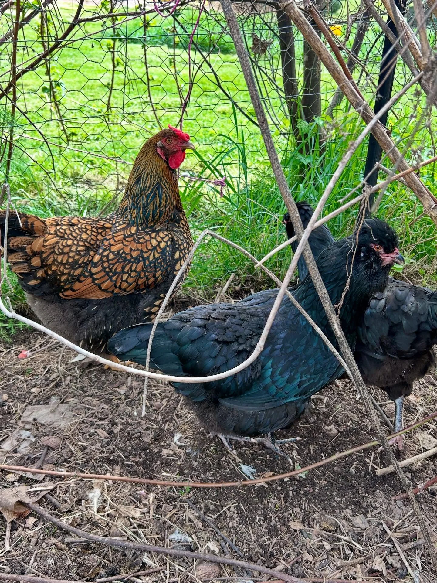 The chickens are laying and that means eggs are no longer restricted to one dozen per person. Yay! π³ π