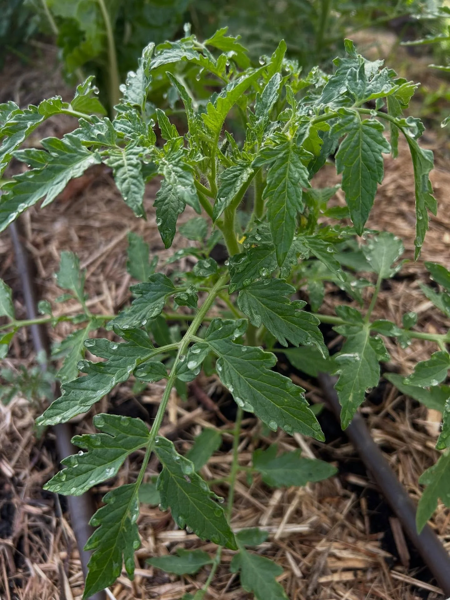 It&rsquo;s cup weekend and you know what that means -plant your tomatoes! We will have a solid array of delicious tasting tomatoes - cherry and slicers. Plus some other seedlings, and all the usual dry goods, fresh local vegetables and all the fun ch
