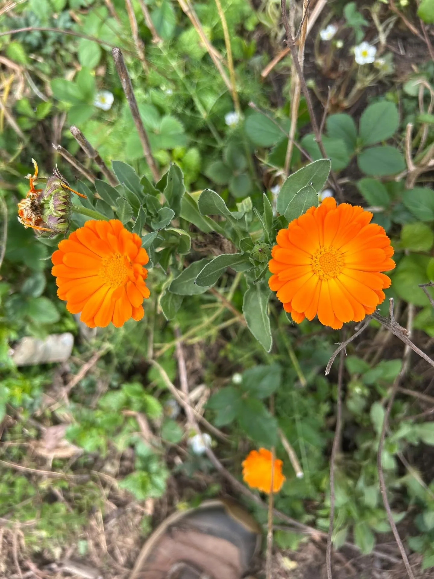 Hi All, 
We are looking for volunteers for tonight&rsquo;s packing from 4-5 pm at the school stadium. Join us for some fun food chats, jump on the bright food coop website and click on the volunteer link.

Also a heads up that the coop will be closed