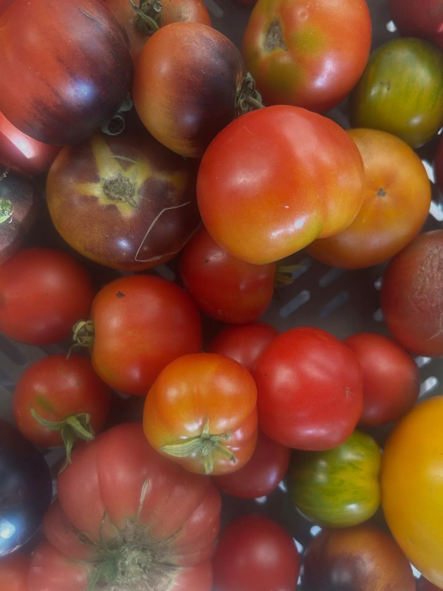 There is a bit going on at the co-op this weekend. 
The co-op is open today between 12-2pm and  there will be plenty of fresh veggies - tomatoes, zucchinis, beans, cucumbers, salad and more. We also have milk and eggs. Get out of the heat and come in