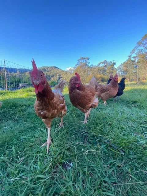 It&rsquo;s been another busy week at the co-op .
Another record number of orders: 45 doz eggs, 58L milk, kilos of salad mix and leafy greens. 15kg tomatoes, 10kg flour and so much more, all produced locally and grown the way nature intended. Thanks t