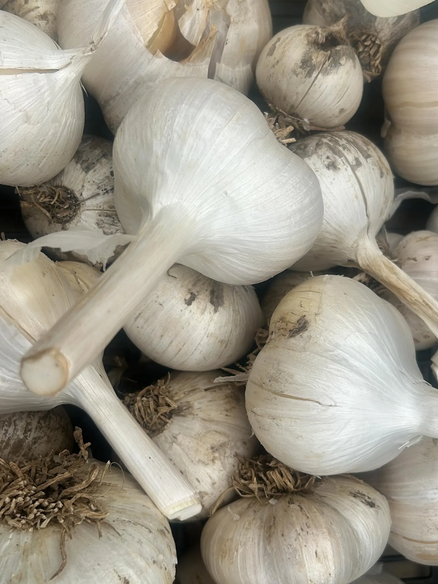 It&rsquo;s garlic planting time and Mel @fringe_farms has written a series of articles that give us all the lowdown on planting garlic in the Alpine valleys. Thanks Mel!

Garlic planting time is upon us. April is a good time to plant garlic but not a