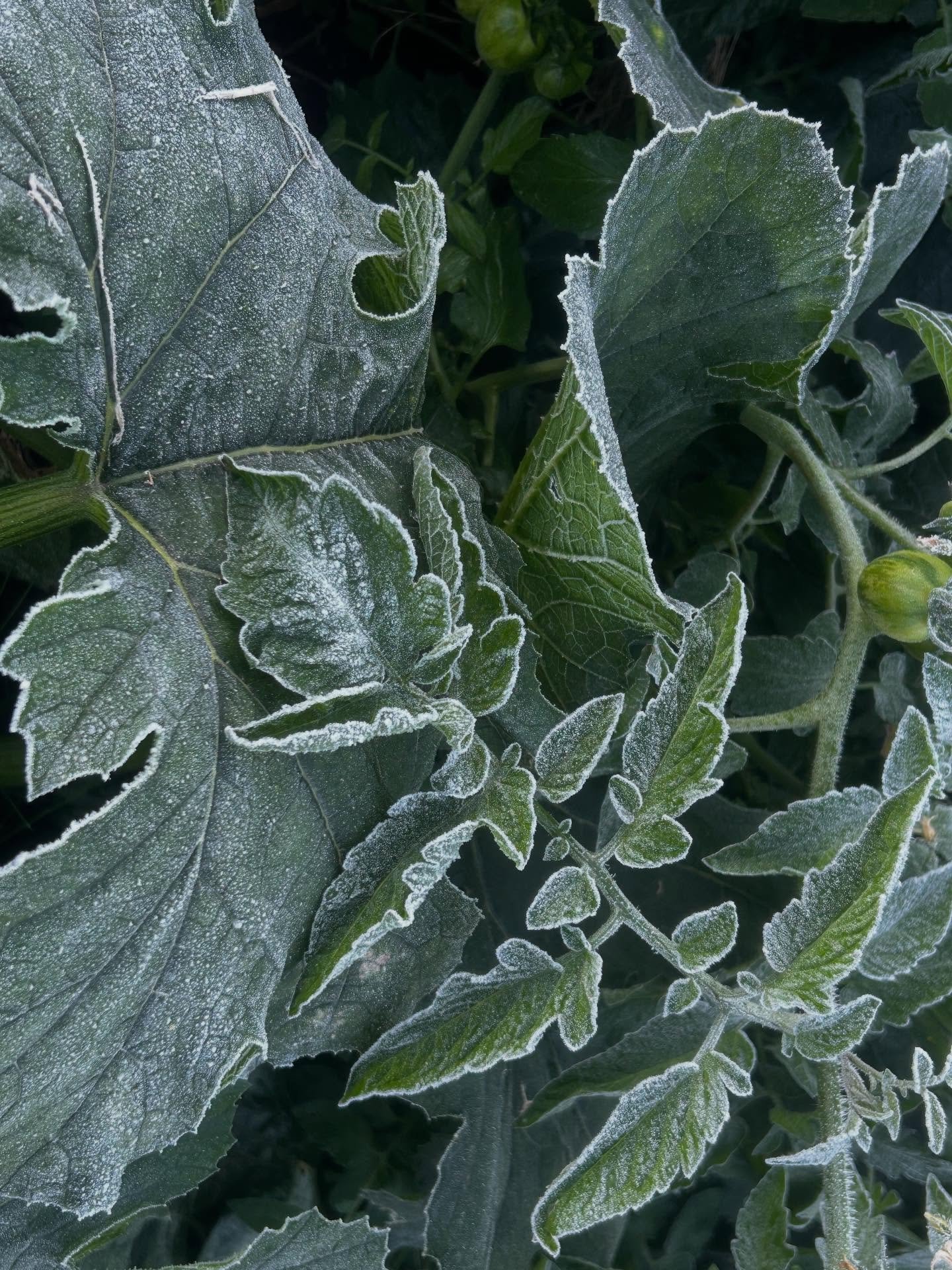 It&rsquo;s frosty out there this morning and that means it&rsquo;s the end for all those summer veg that were hanging in and growing a little slower as day by day the sunlight hours reduced. 
Now is the season for leafy greens, pumpkins that will be 