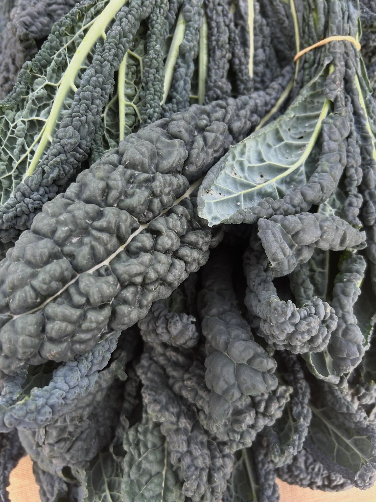 What to do with kale?
This kale salad is quick and easy, delicious and pairs beautifully with rich wintery stews - it comes from Kylie Shewry.
1bunch kale (cut the stalks out and slice finely.
15g Parmesan (finely grated)
1tbs olive oil
1 clove garli