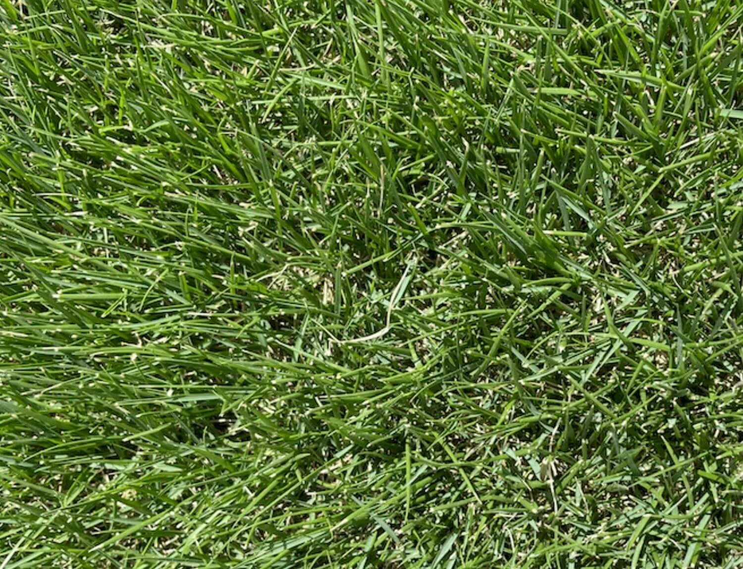 Augusta Zoysia Grass delivered to Brisbane, Ipswich and the Gold Coast
