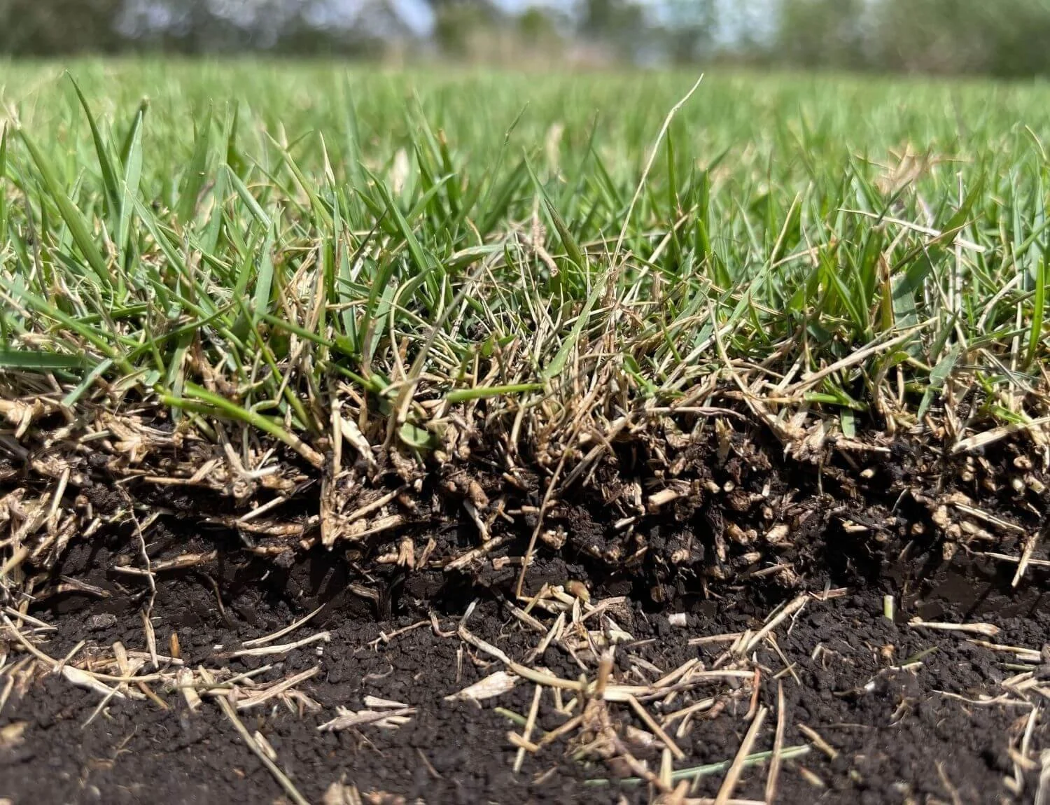 Augusta Zoysia Grass delivered to Brisbane, Ipswich and the Gold Coast