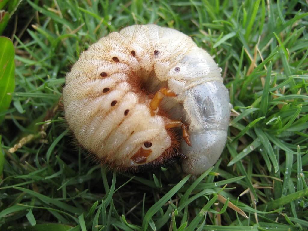 Guide to Grubs: how to prevent your lawn from grubs