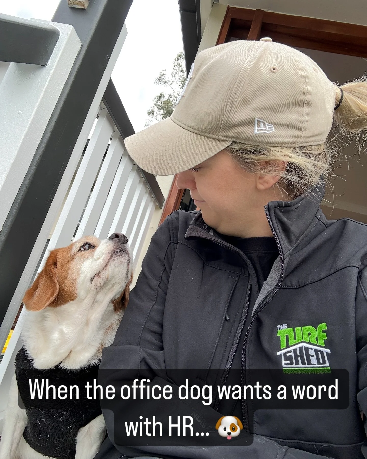 &ldquo;Listen mate, I&rsquo;ve been sniffing around and I reckon I deserve a raise in belly rubs.&rdquo;

Farm life&rsquo;s better with furry supervisors like this one.
#TheTurfShed #OfficeDog #WorkplaceWellness #FarmLife