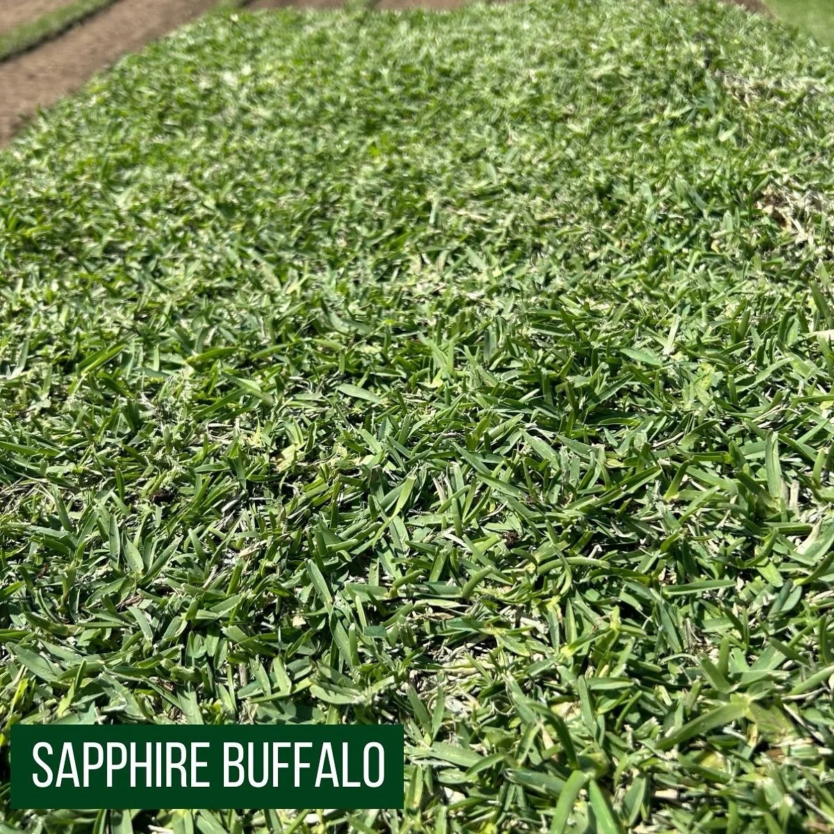 🌼 The Great Spring Lawn Awakening 🌼

Spring&rsquo;s here, and you can practically hear the lawns stretching, yawning, and saying, &ldquo;Righto, time to look good again.&rdquo; And of course, the lawn fanatics are already out in force&mdash;mowers 
