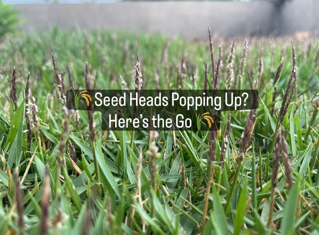 Noticed your lawn suddenly sprouting little seed heads? Don&rsquo;t panic, it hasn&rsquo;t joined a rebellion. It&rsquo;s just your grass hitting its &ldquo;teenage phase&rdquo; now the weather&rsquo;s warming up. 🌱

Those purple or green tufts are 