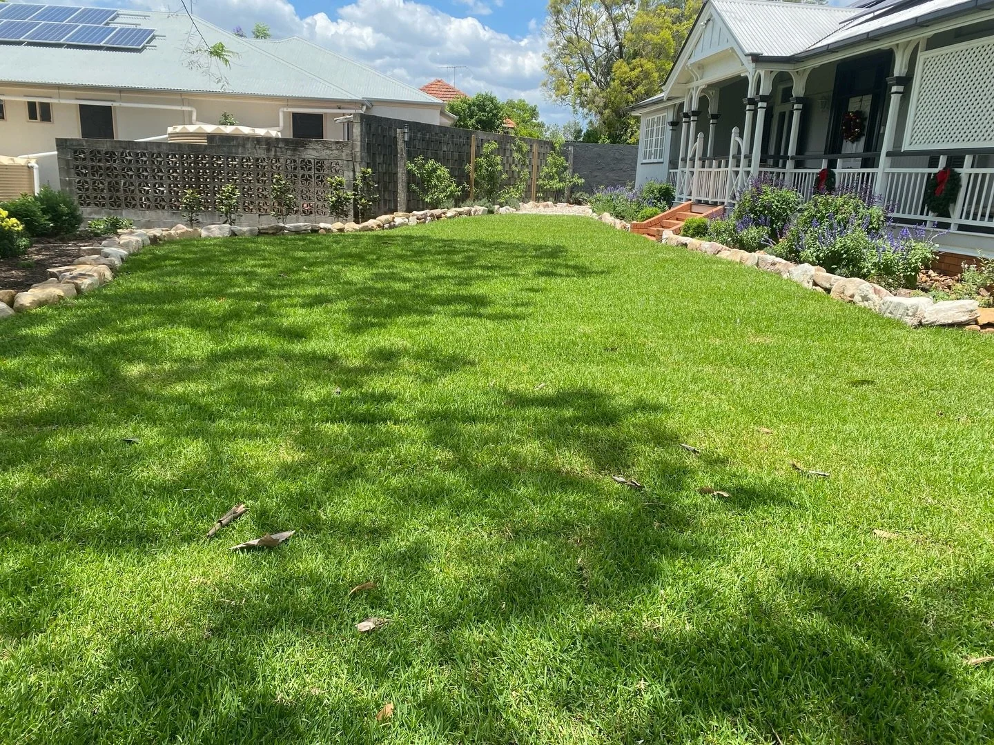 Lisa&rsquo;s Sir Walter Buffalo is stealing the show today. Thick. Lush. And settling in like it owns the joint.

Nothing makes us happier than seeing a lawn thrive and hearing from legends like Lisa.

Here&rsquo;s what she had to say.
&ldquo;Highly 