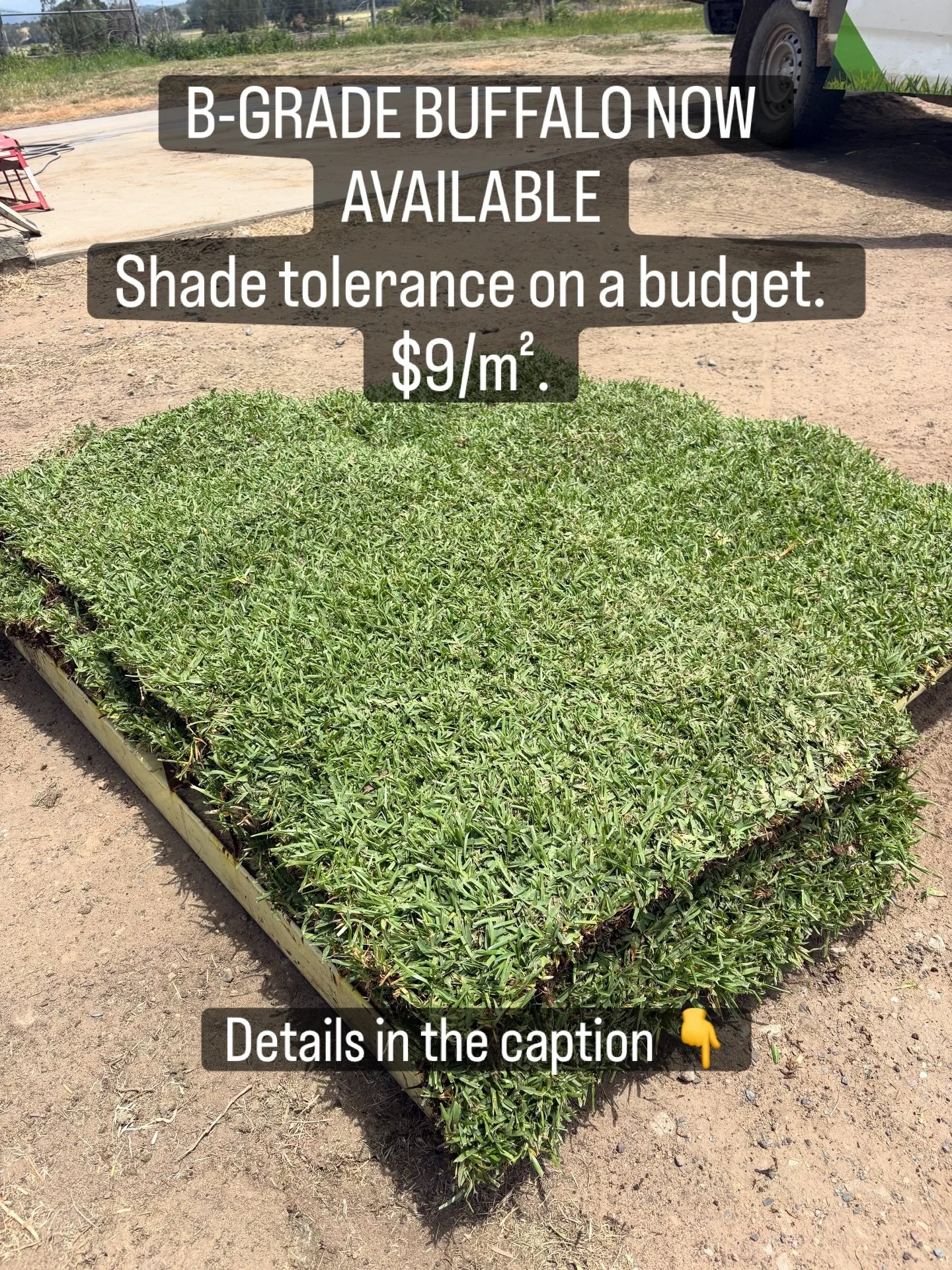 🌱 B-Grade Buffalo now available. Shade tolerance on a budget.

If you need something green that handles shade without blowing the budget, this one makes a lot of sense.

This is B-Grade Sapphire Buffalo with some couch mixed through. Not the showroo