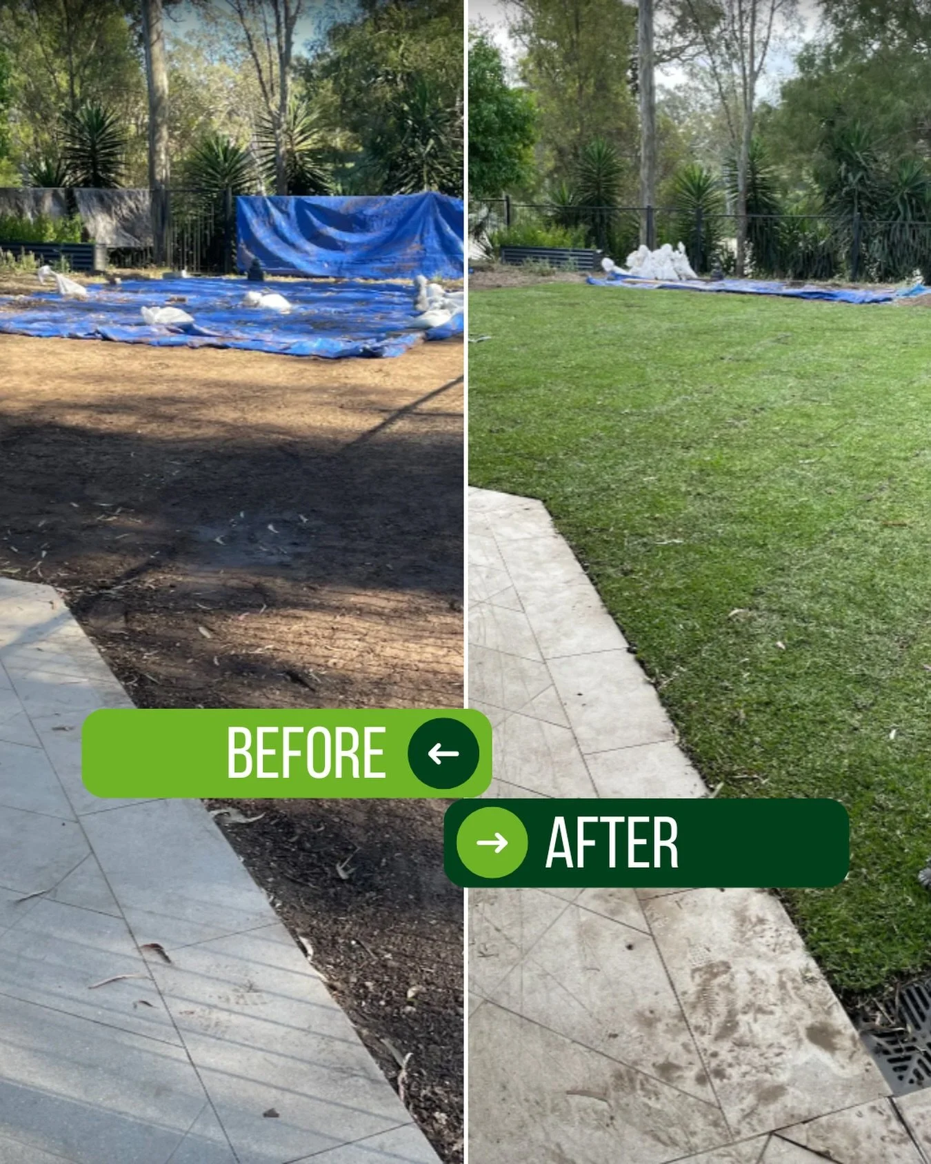 John&rsquo;s Sir Walter transformation 🙌

This was straight after the prep work&hellip; and now it&rsquo;s a proper lawn taking shape. Nothing better than seeing all that groundwork pay off.

Here&rsquo;s what John had to say:

⭐️ &ldquo;We found th
