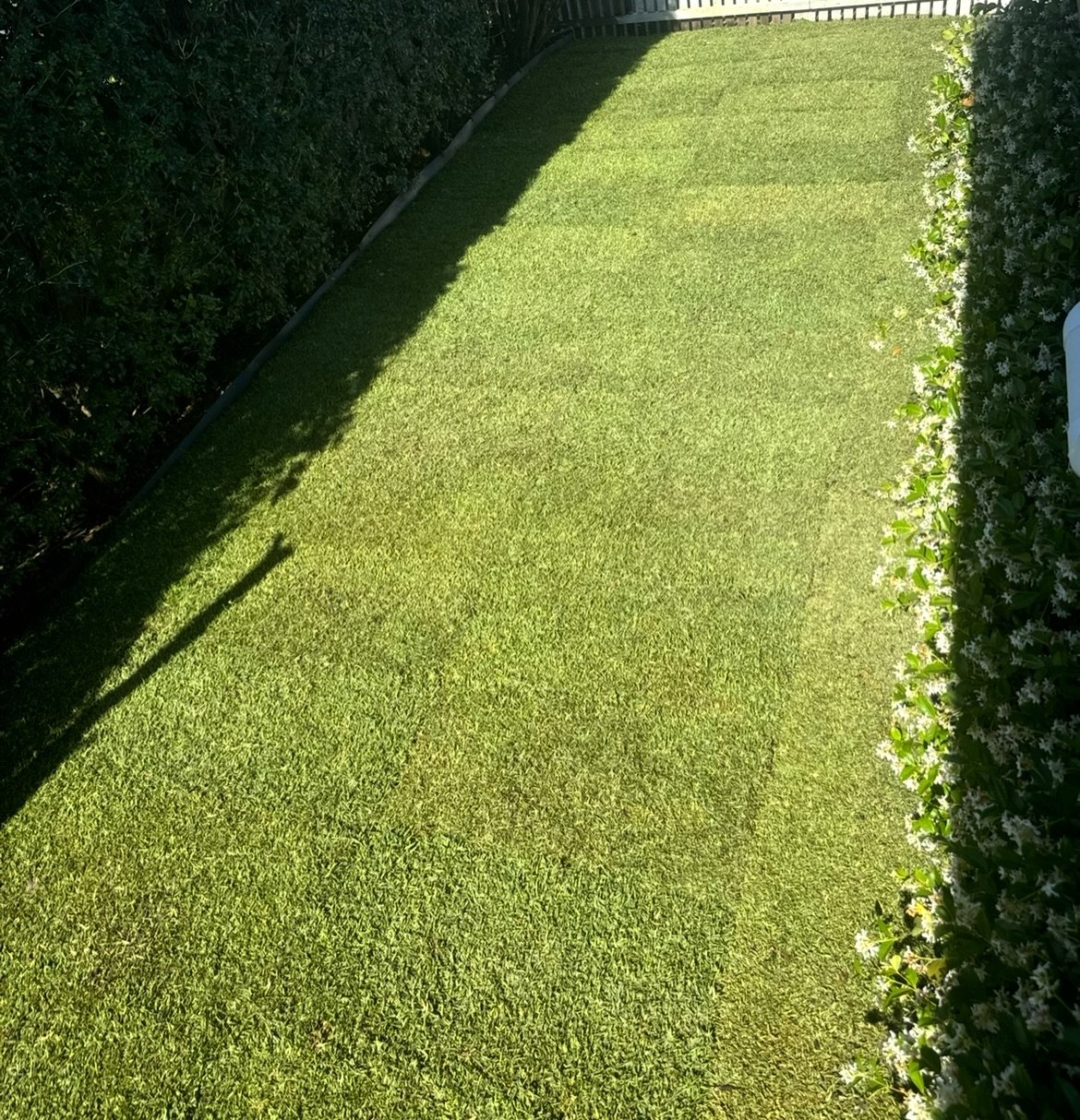If your lawn currently looks like it&rsquo;s been through a rugby season&hellip; it might be time for an upgrade.

Meet Sir Walter Buffalo &ndash; the grass that&rsquo;s been holding Aussie backyards together for years. Tough enough for kids, dogs, w