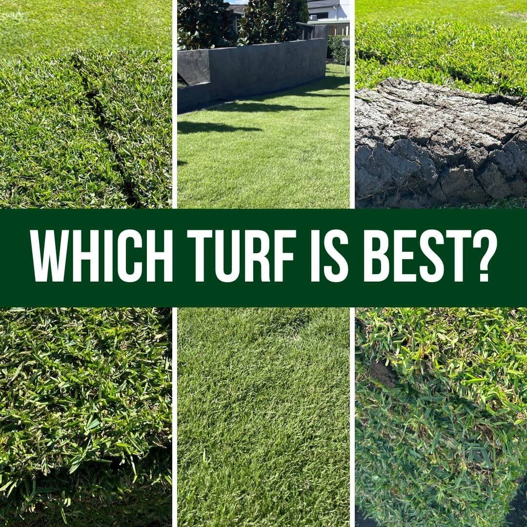 Buffalo vs Couch vs Zoysia: What’s Best for South East Queensland Lawns?</span>