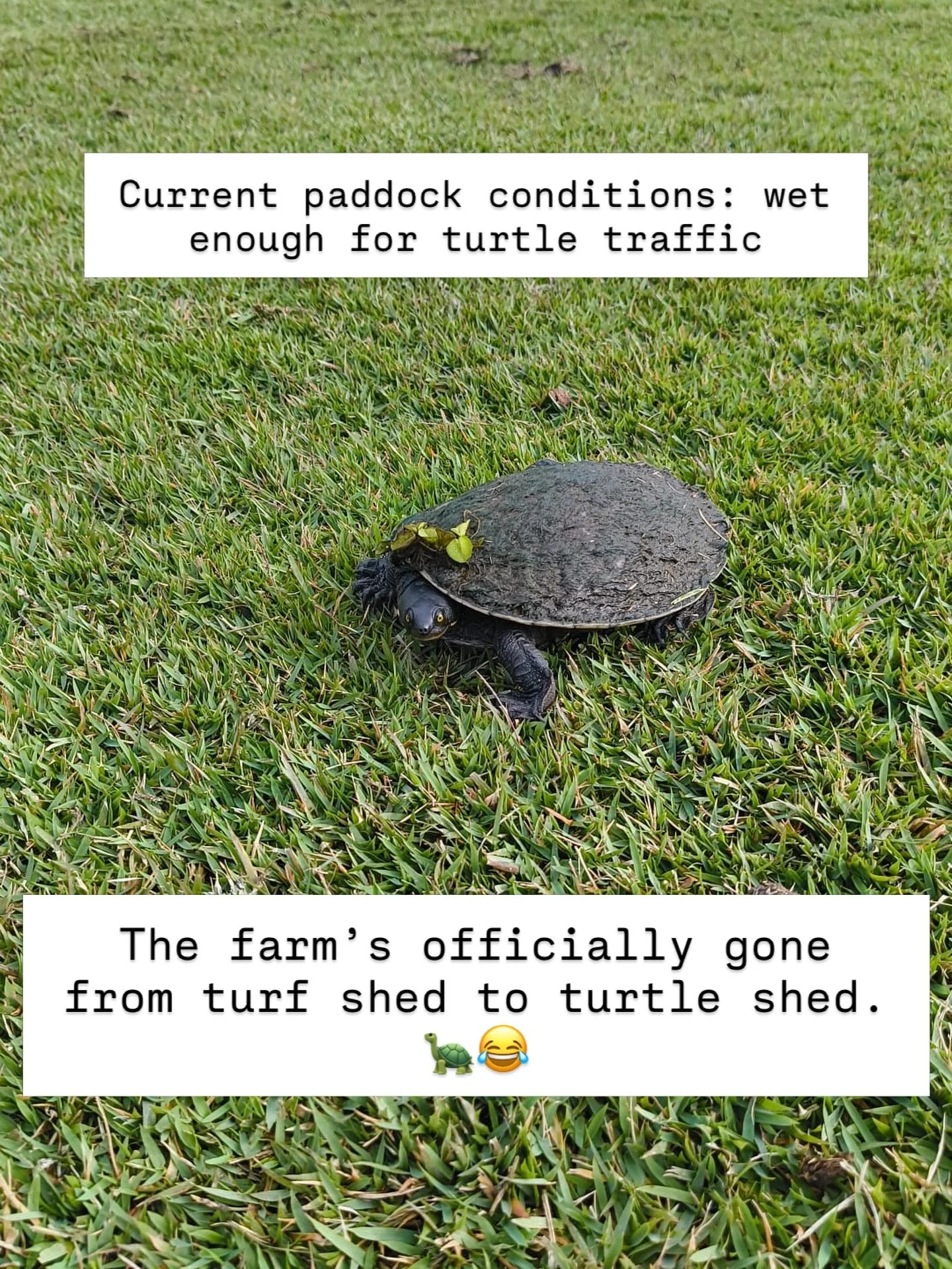 You know the farm&rsquo;s had too much rain when a turtle clocks on for the morning shift. 🐢😂

Little bloke turned up on the paddock today like he was here to inspect drainage. The crew are flat out harvesting today and hopefully tomorrow before mo