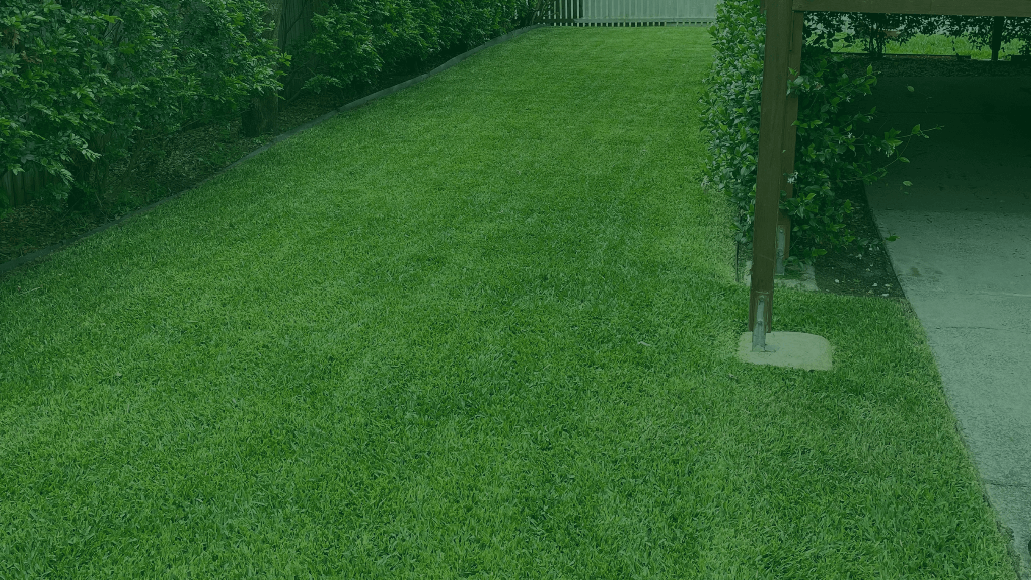 Sir Walter Buffalo Turf - farm fresh turf delivered to Brisbane Ipswich ...
