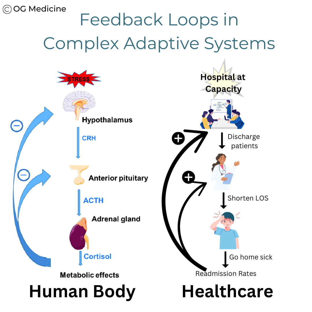 Comparing feedback loops in the human body to feedback loops in healthcare
