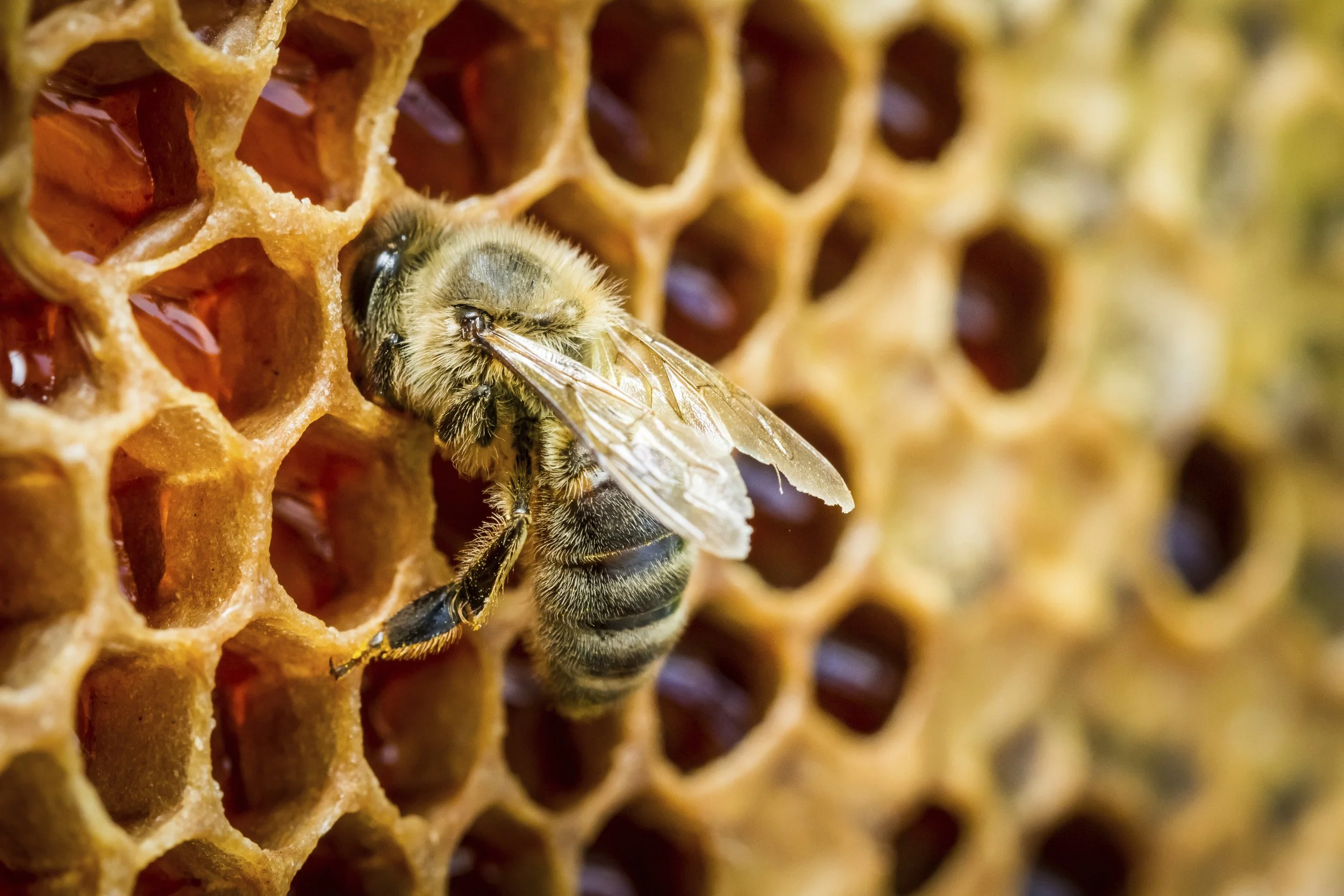 Advocacy in Action | Biosecurity