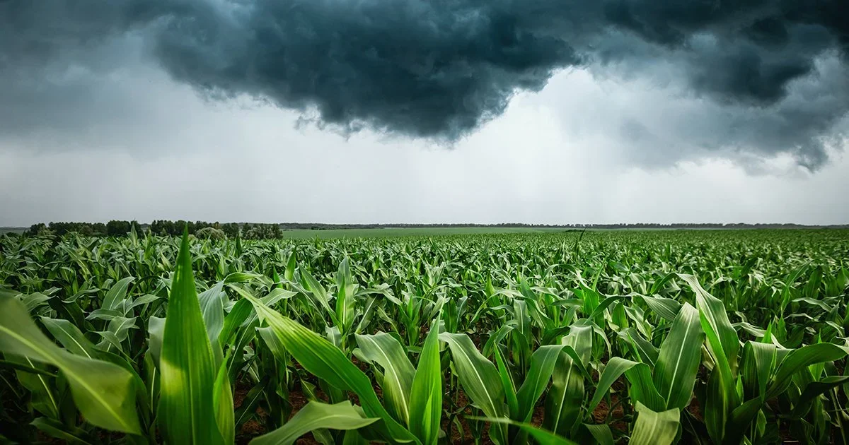 New Farm Strong toolkit maps road through disaster to recovery