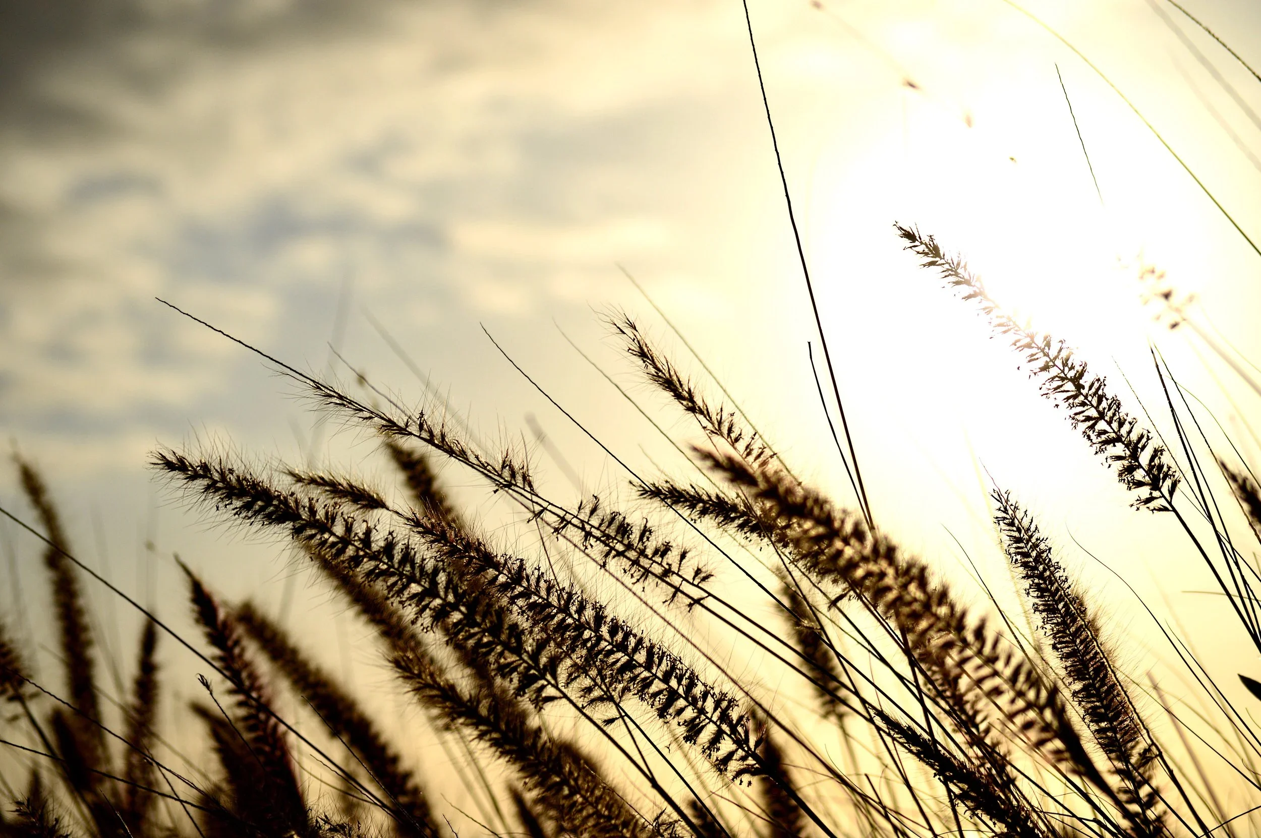 The Long Paddock - Horticulture