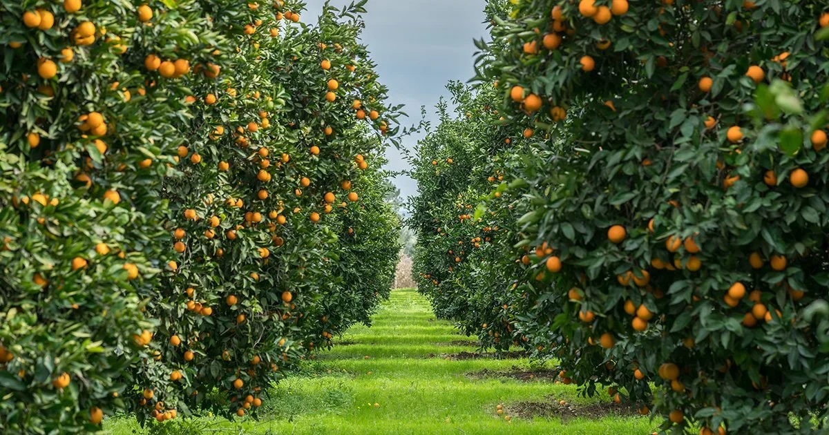 A new chapter for farm business resilience