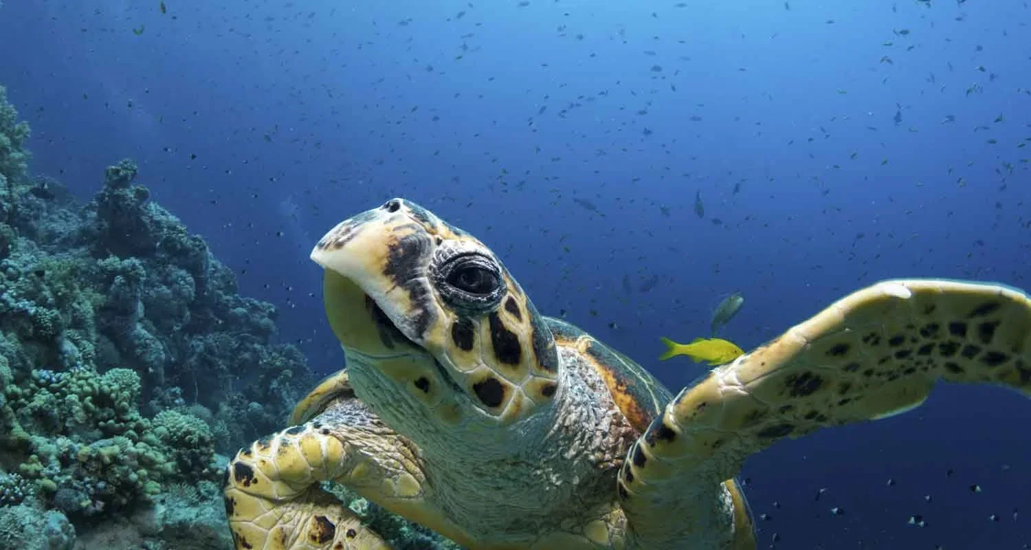 High fives for horticulture in the Great Barrier Reef
