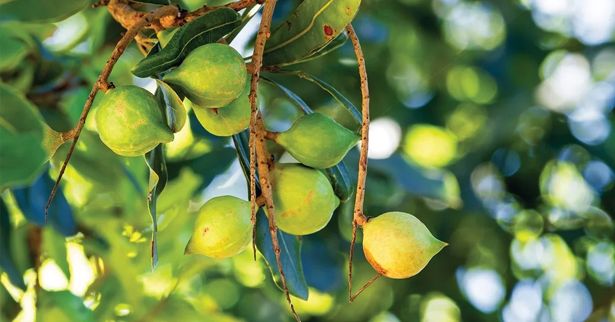 Commodity In Focus: Macadamias