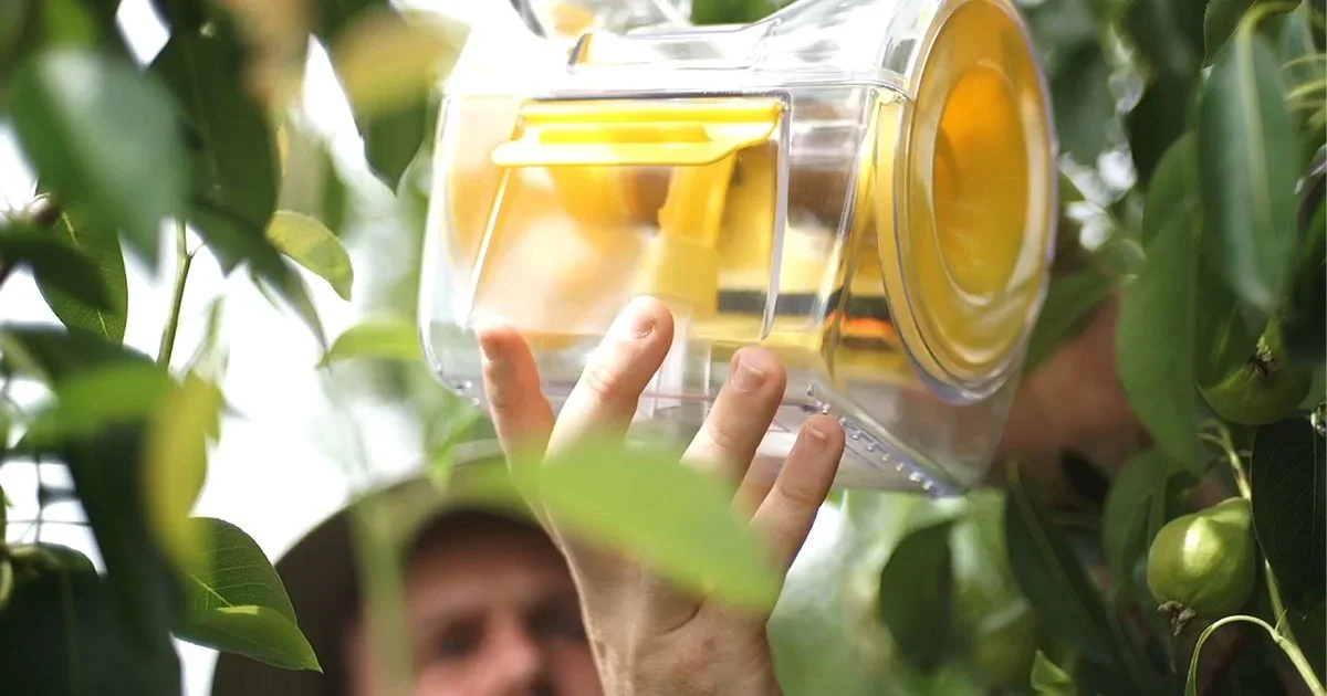 Insects make a meal of horticulture