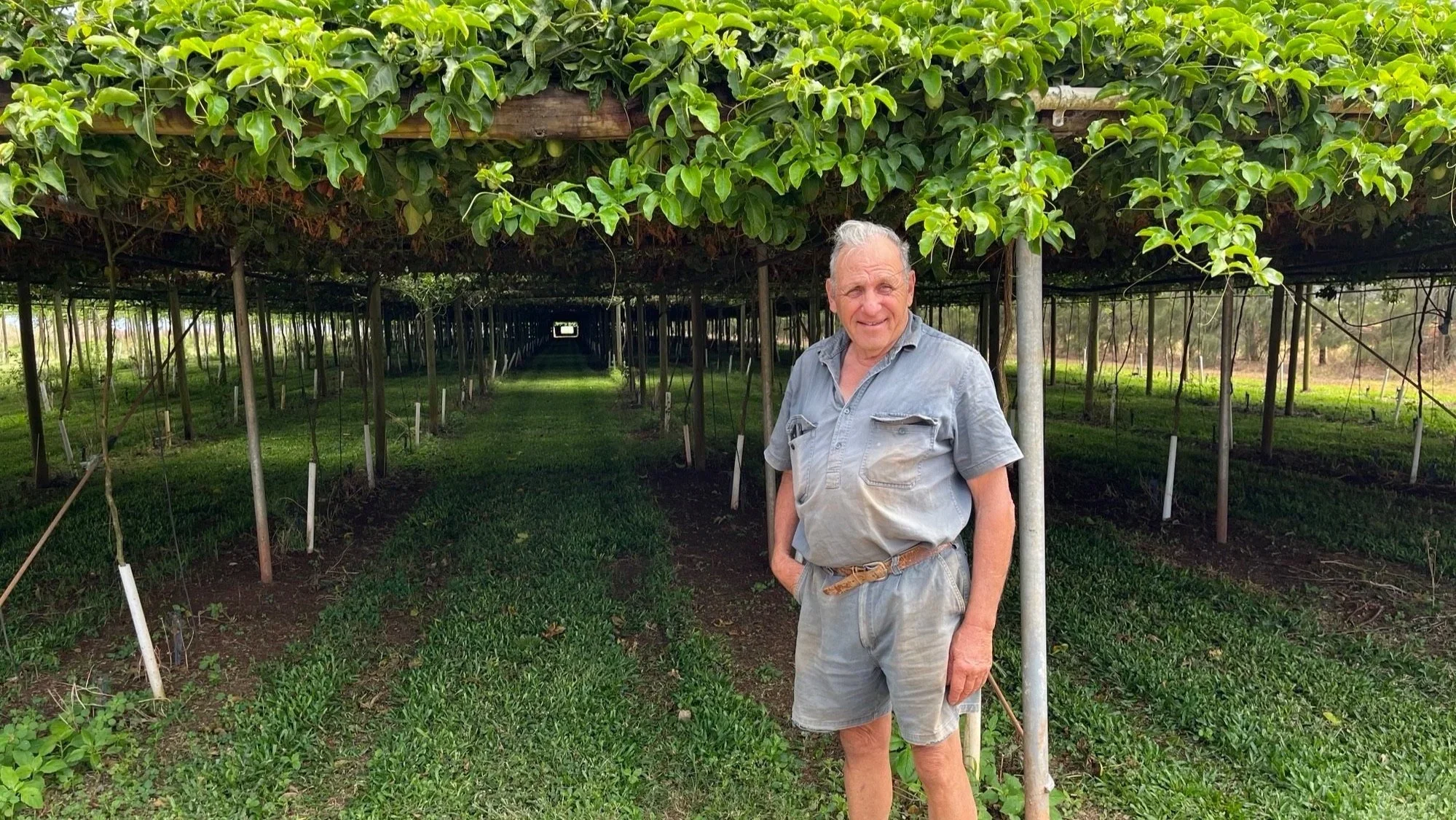 Commodity in Focus: Passionfruit