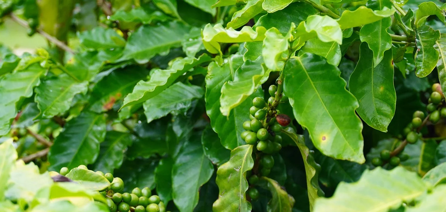 Reef-conscious coffees on the menu