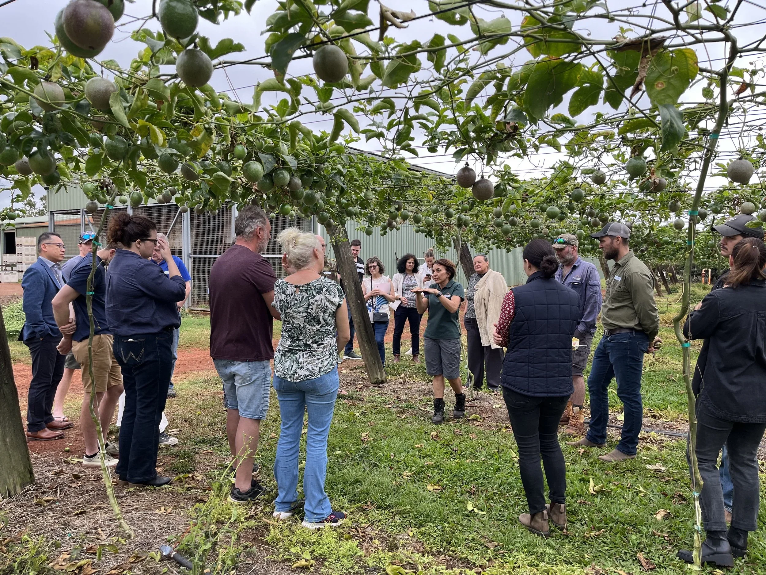 FNQ growers talk undercover farming