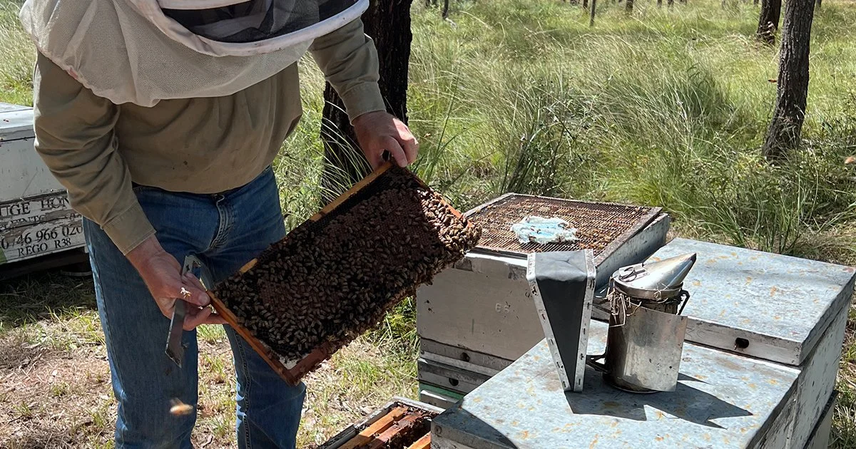 Pollination under pressure: Preparing growers for varroa mite