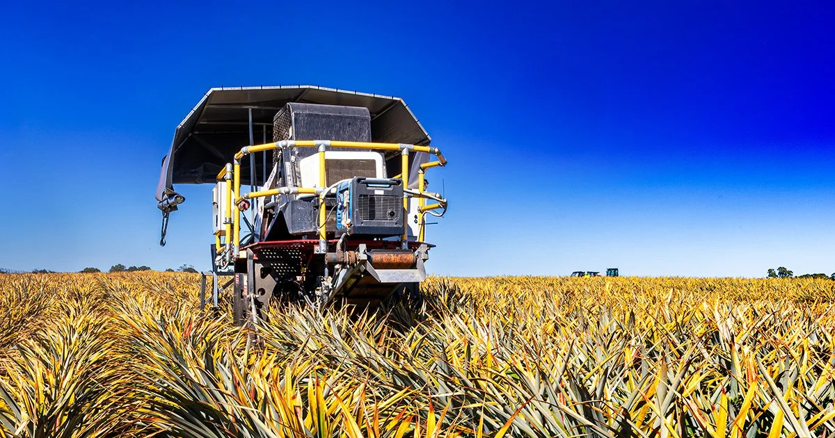 AI pineapple picker moves closer to reality
