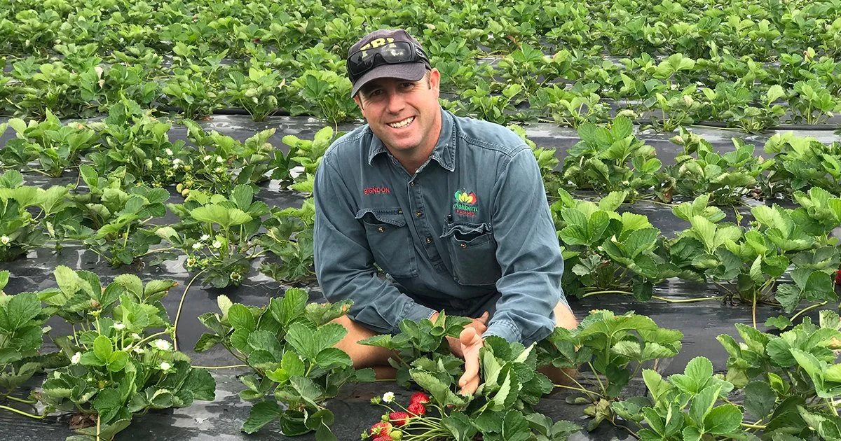 Putting pulse fertigation to the test