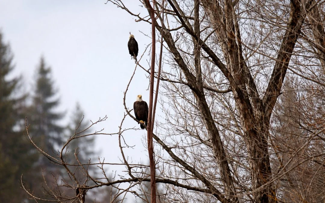 Environmental Monitoring Update