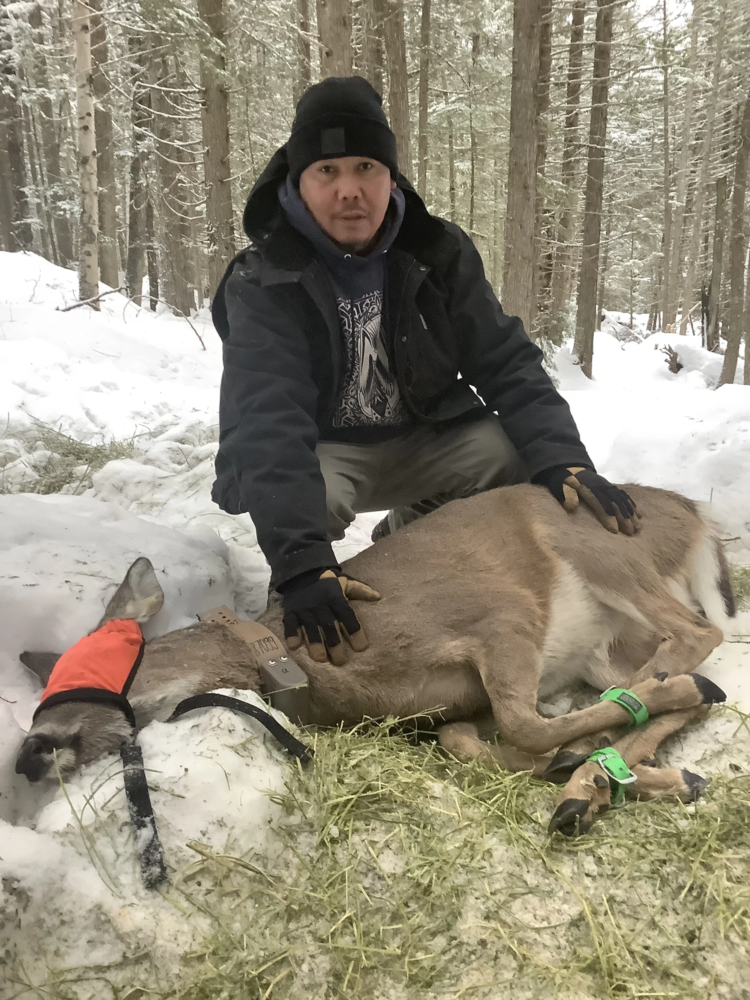 Shanon Basil, Wildlife Technician assisting to radio-collar white-tailed deer in the Revelstoke area.