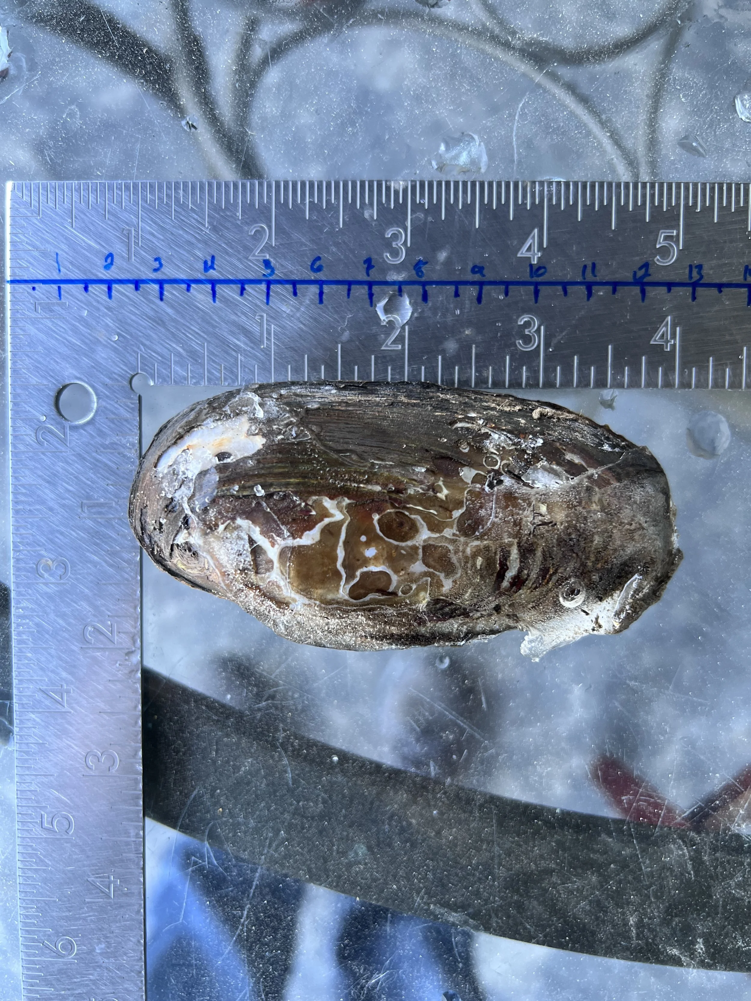 Mussel Sample